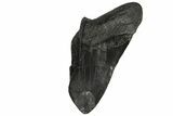 Partial Fossil Megalodon Tooth - South Carolina #168918-1
